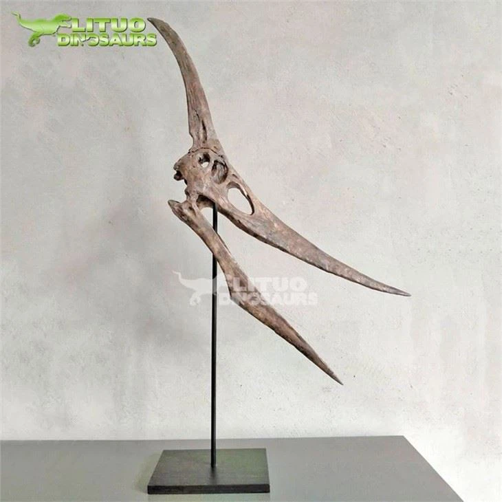 4Pterosauria Skeleton(001)